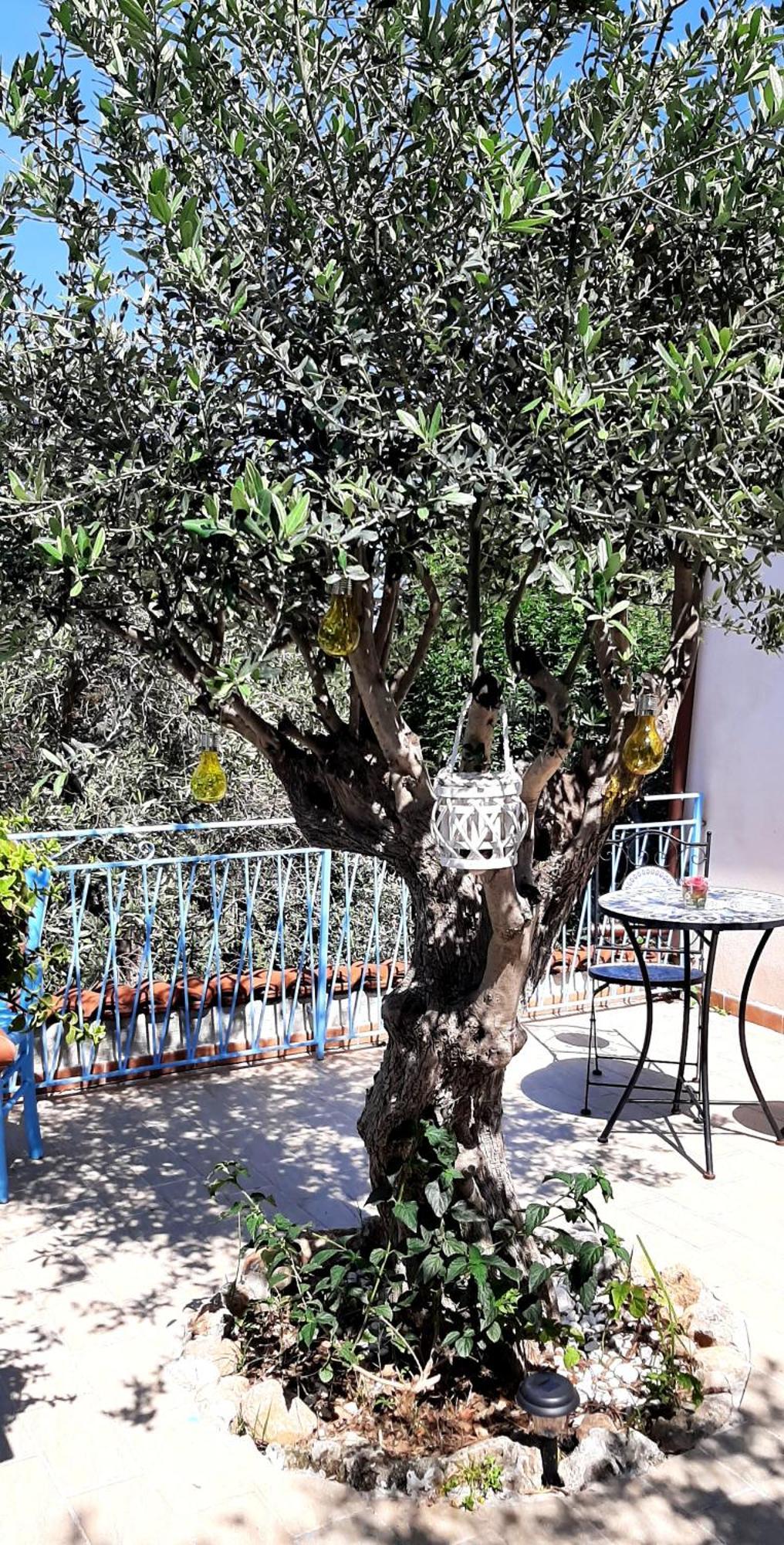 La Casetta Degli Ulivi Παλέρμο Εξωτερικό φωτογραφία
